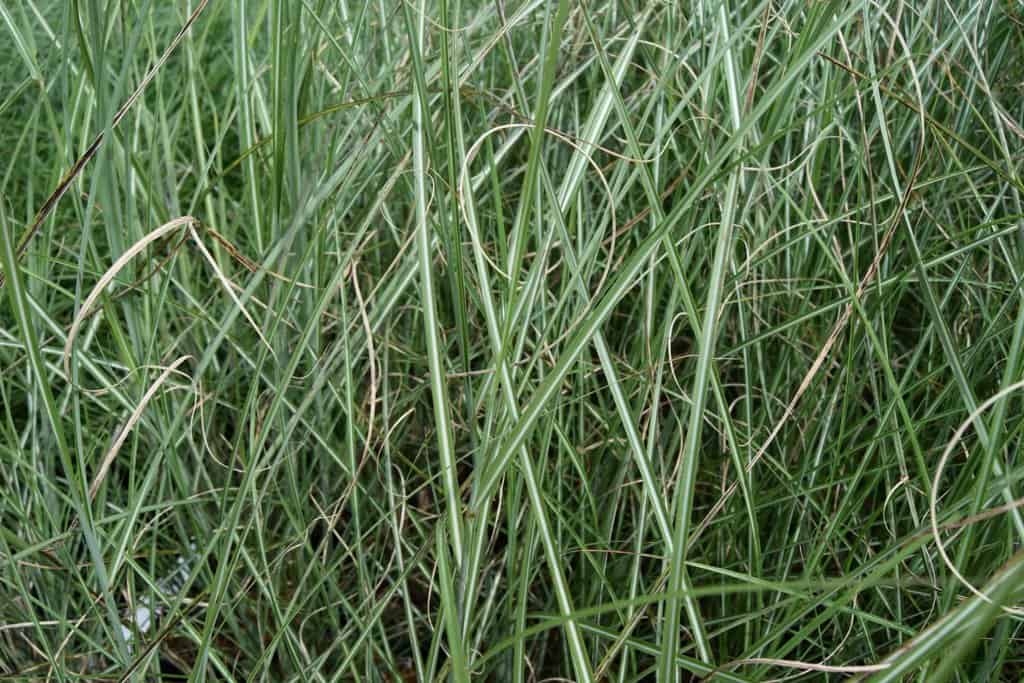 Miscanthus var. purpurascens 'Sarabande' ---